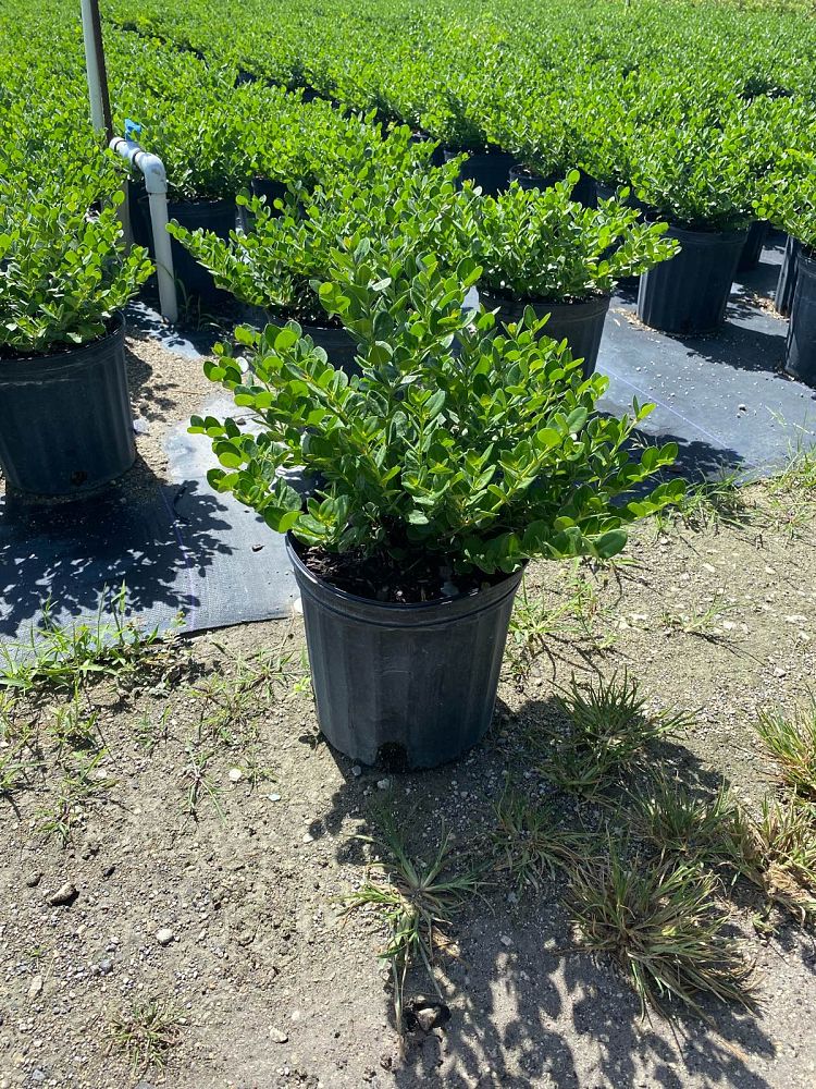 carissa-macrocarpa-natal-plum-carissa-grandiflora