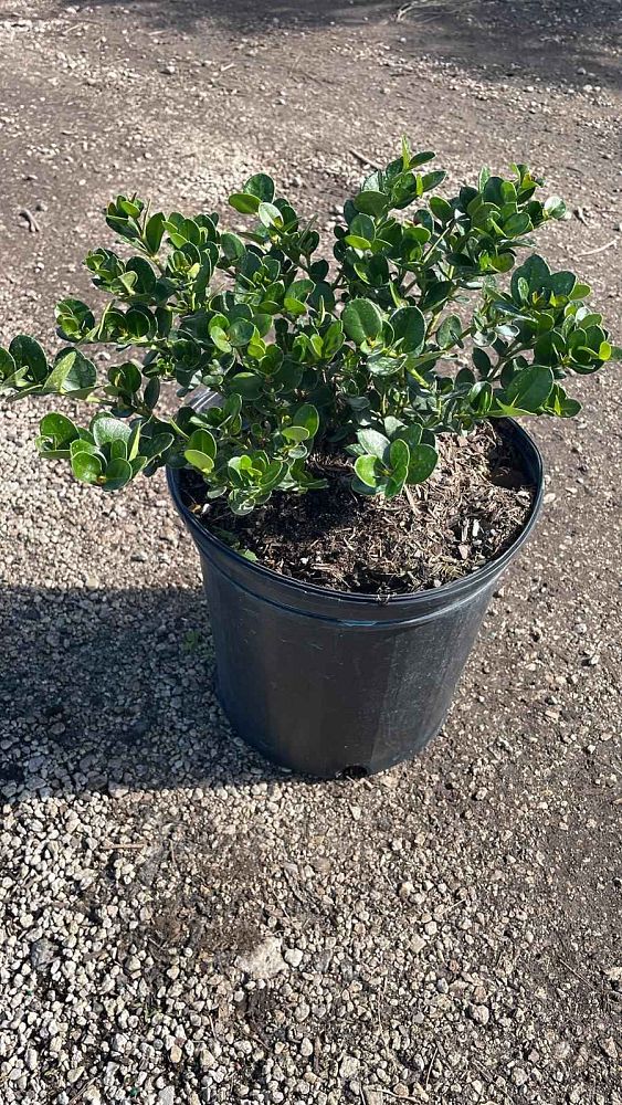 carissa-macrocarpa-natal-plum-carissa-grandiflora