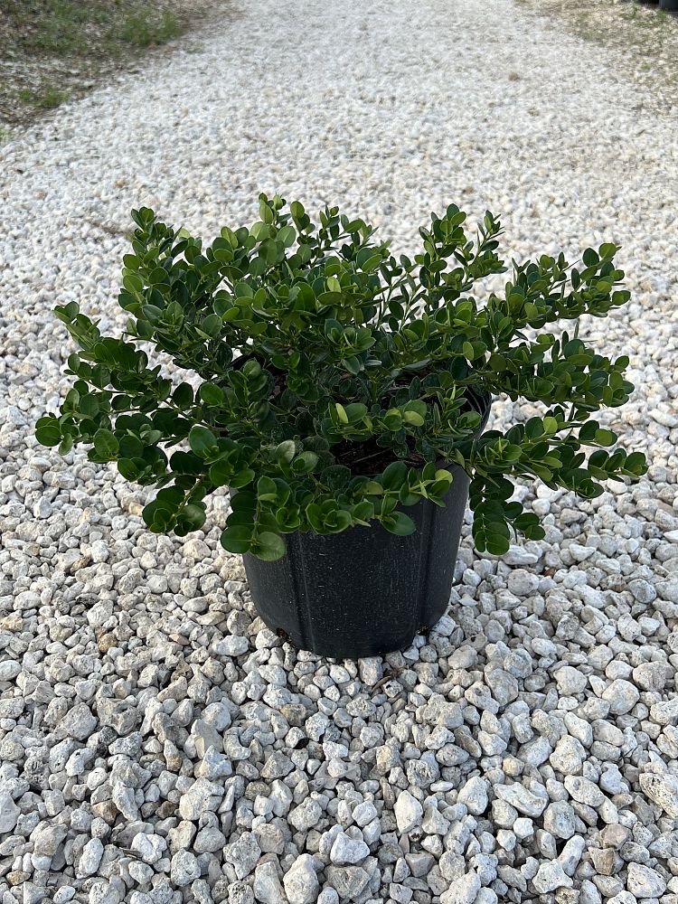 carissa-macrocarpa-natal-plum-carissa-grandiflora