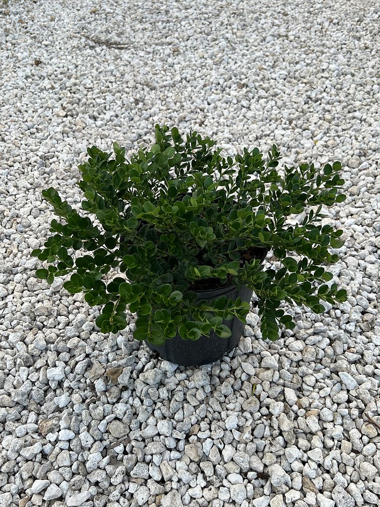 carissa-macrocarpa-natal-plum-carissa-grandiflora