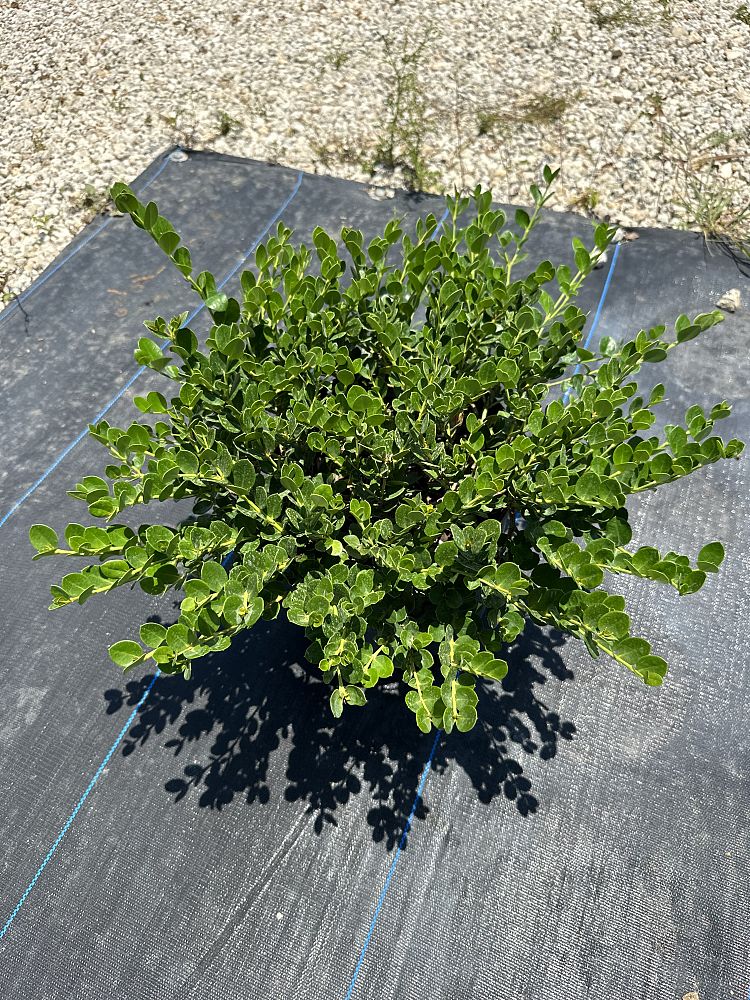 carissa-macrocarpa-natal-plum-carissa-grandiflora