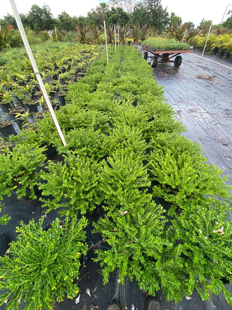 carissa-macrocarpa-natal-plum-carissa-grandiflora