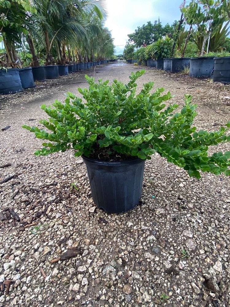 carissa-macrocarpa-natal-plum-carissa-grandiflora
