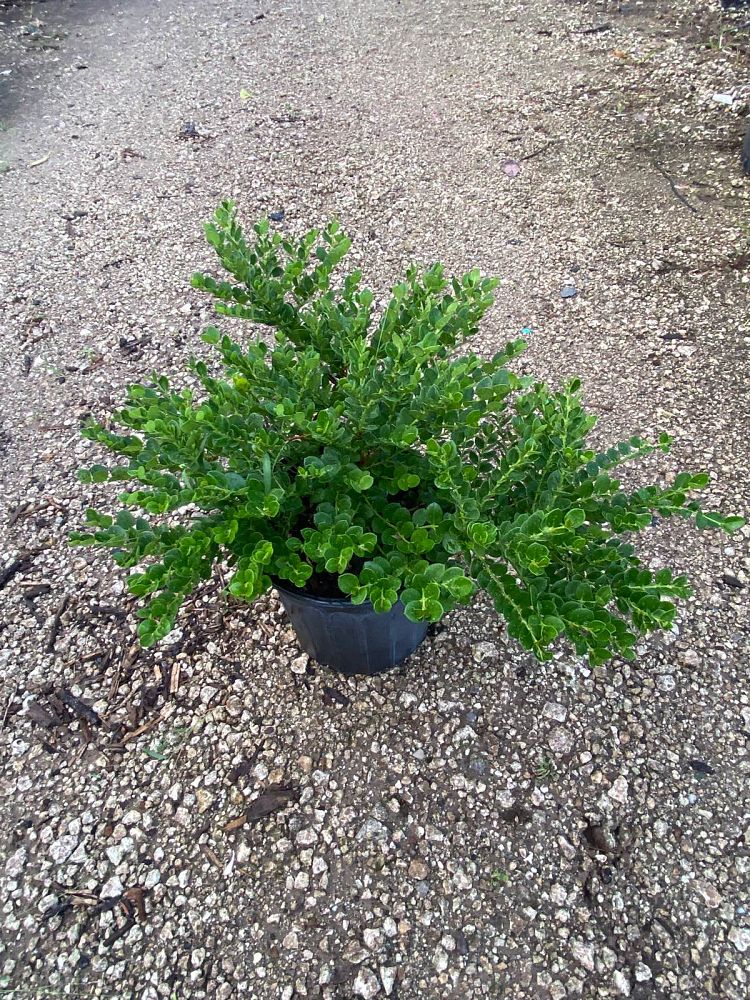 carissa-macrocarpa-natal-plum-carissa-grandiflora