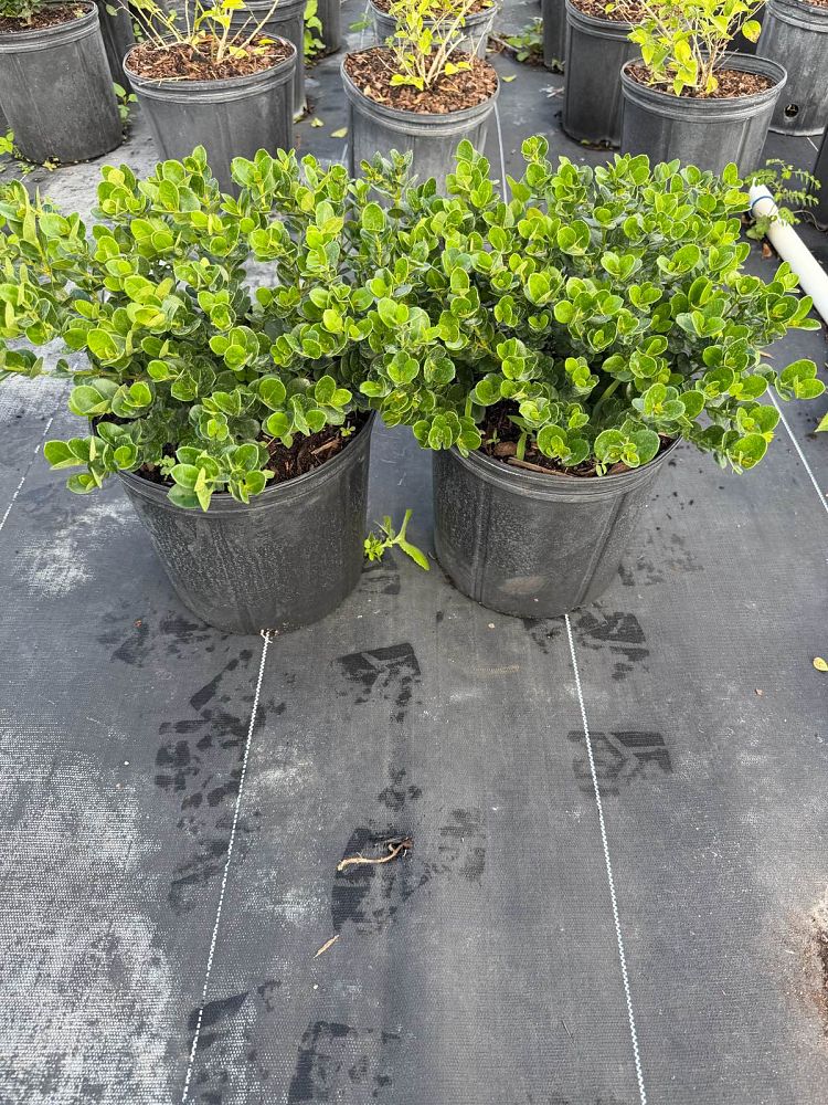 carissa-macrocarpa-natal-plum-carissa-grandiflora