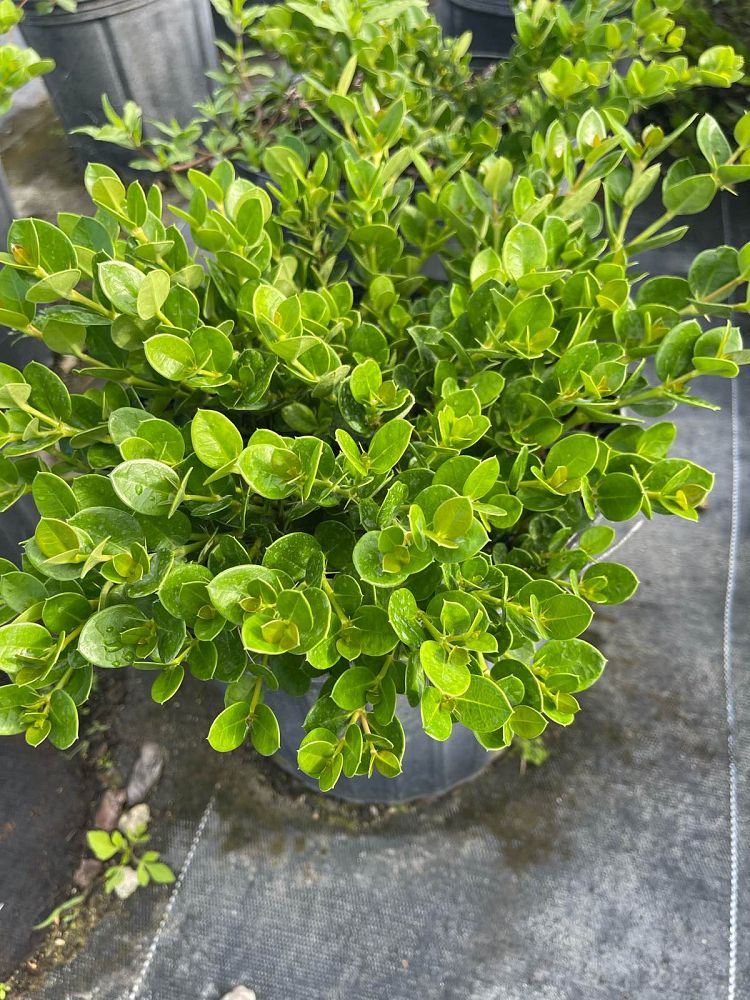 carissa-macrocarpa-natal-plum-carissa-grandiflora