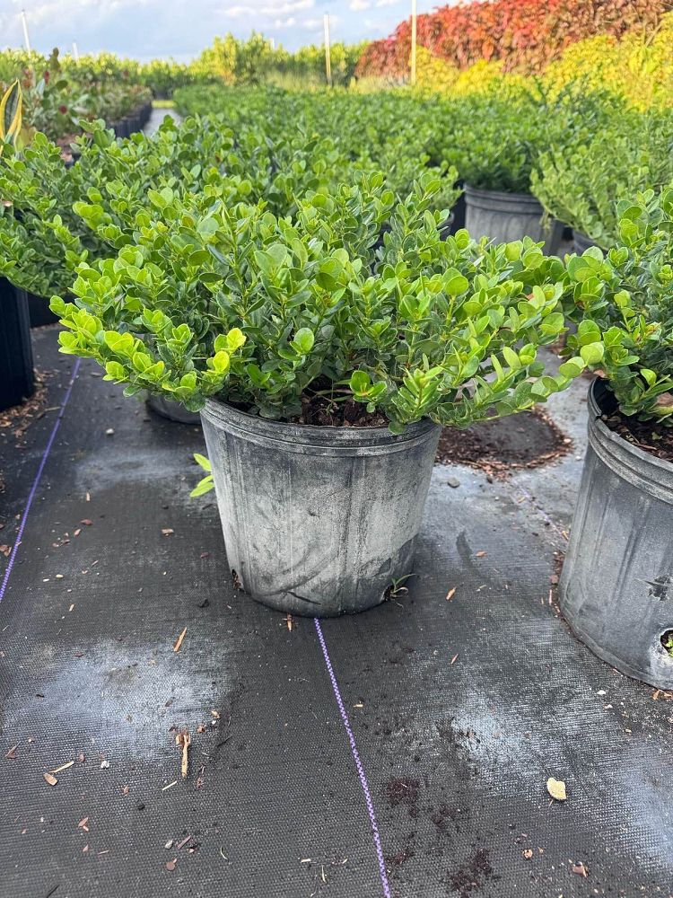 carissa-macrocarpa-natal-plum-carissa-grandiflora