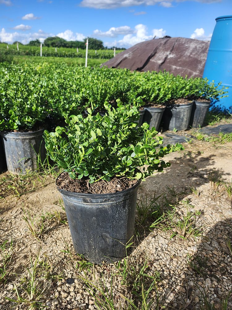 carissa-macrocarpa-natal-plum-carissa-grandiflora