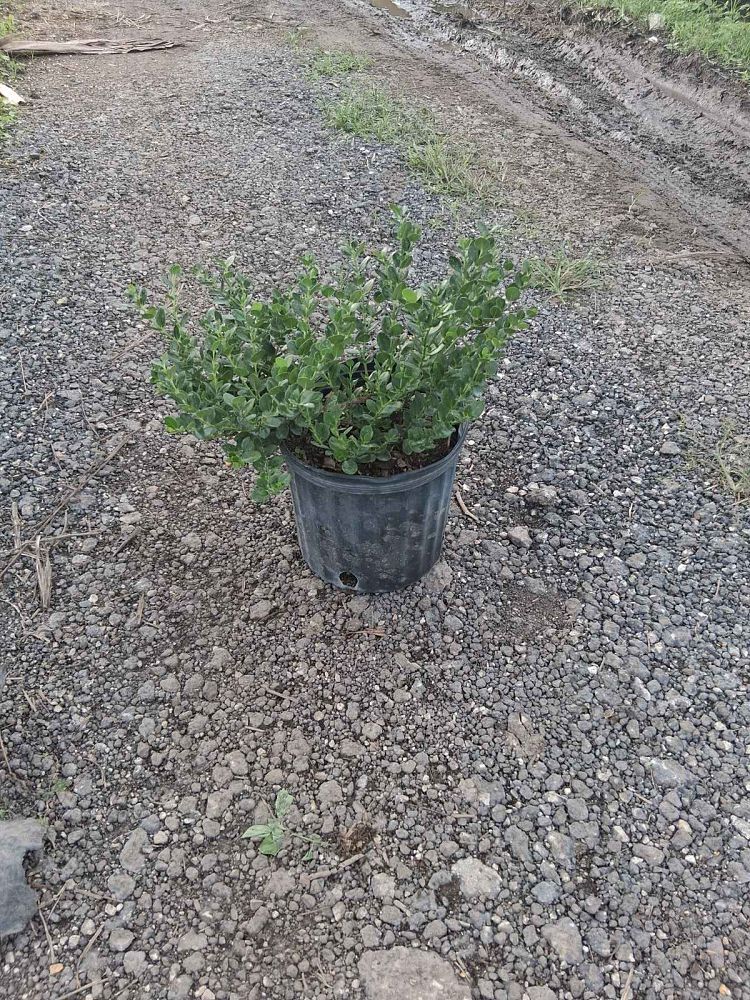 carissa-macrocarpa-natal-plum-carissa-grandiflora