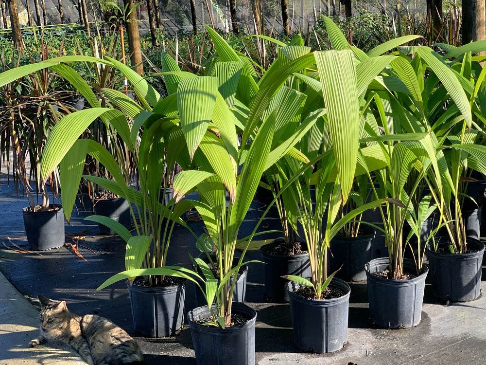 carludovica-palmata-panama-hat-palm