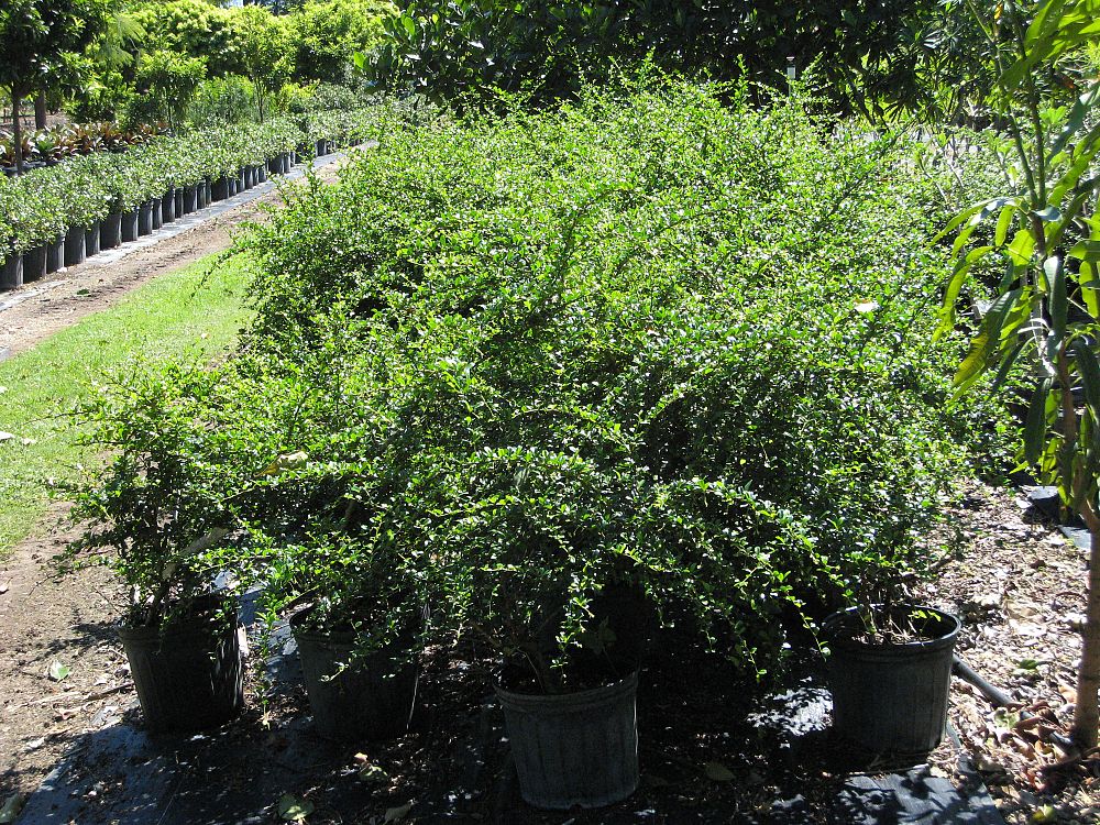 carmona-microphylla-fukien-tea-fujian-tea