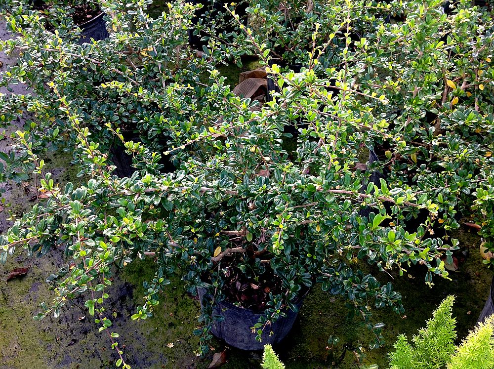 carmona-microphylla-fukien-tea-fujian-tea
