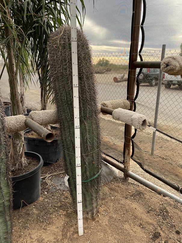 carnegiea-saguaro