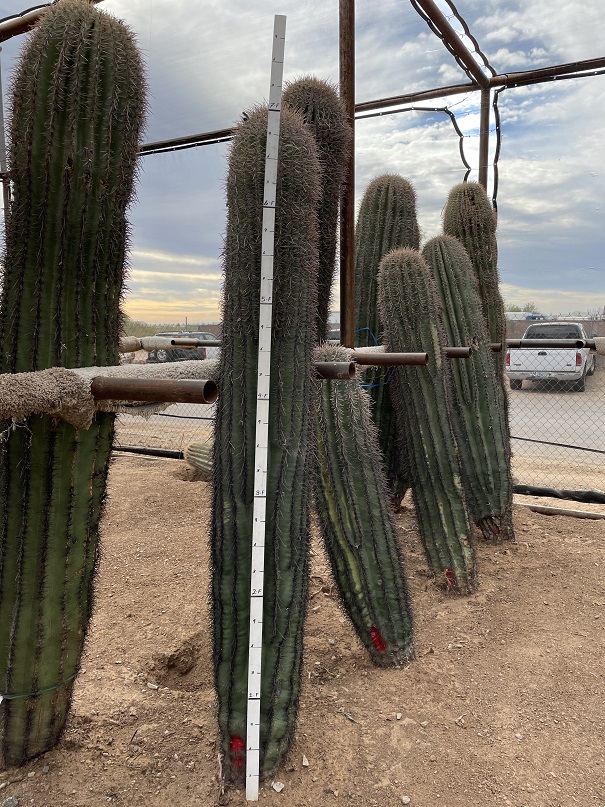 carnegiea-saguaro