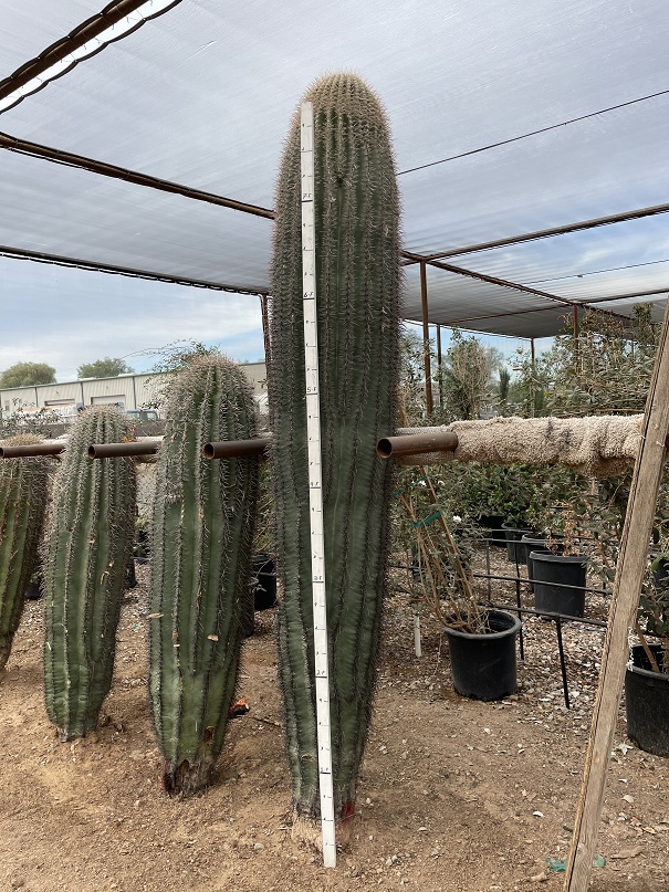 carnegiea-saguaro
