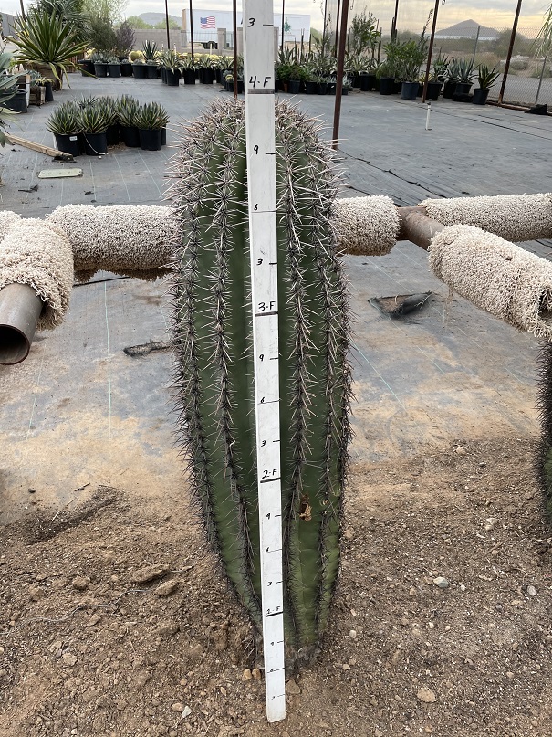 carnegiea-saguaro