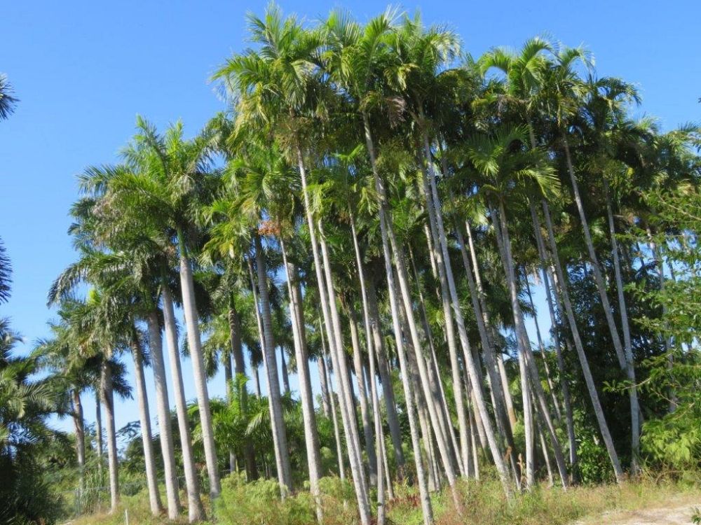 carpentaria-acuminata-carpentaria-palm