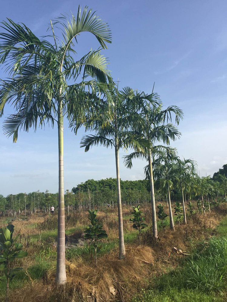 carpentaria-acuminata-carpentaria-palm