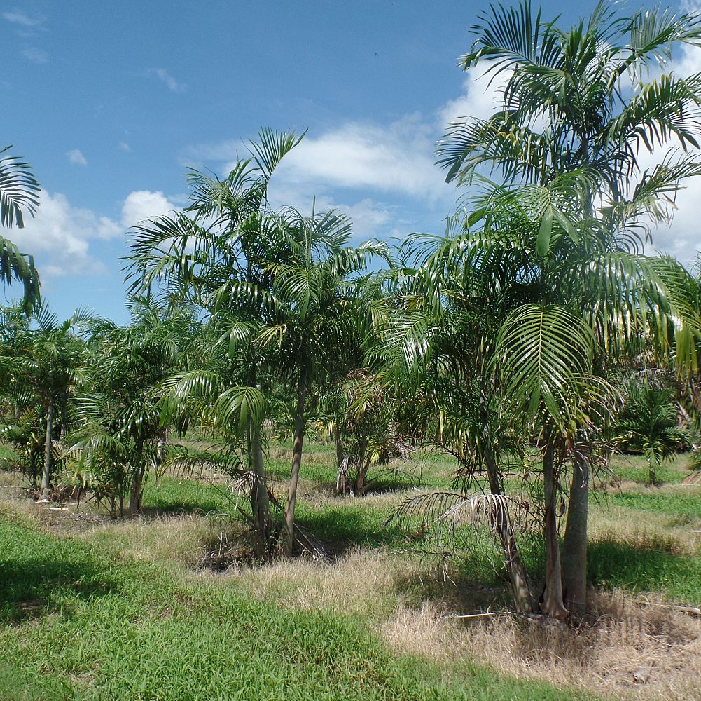 carpentaria-acuminata-carpentaria-palm