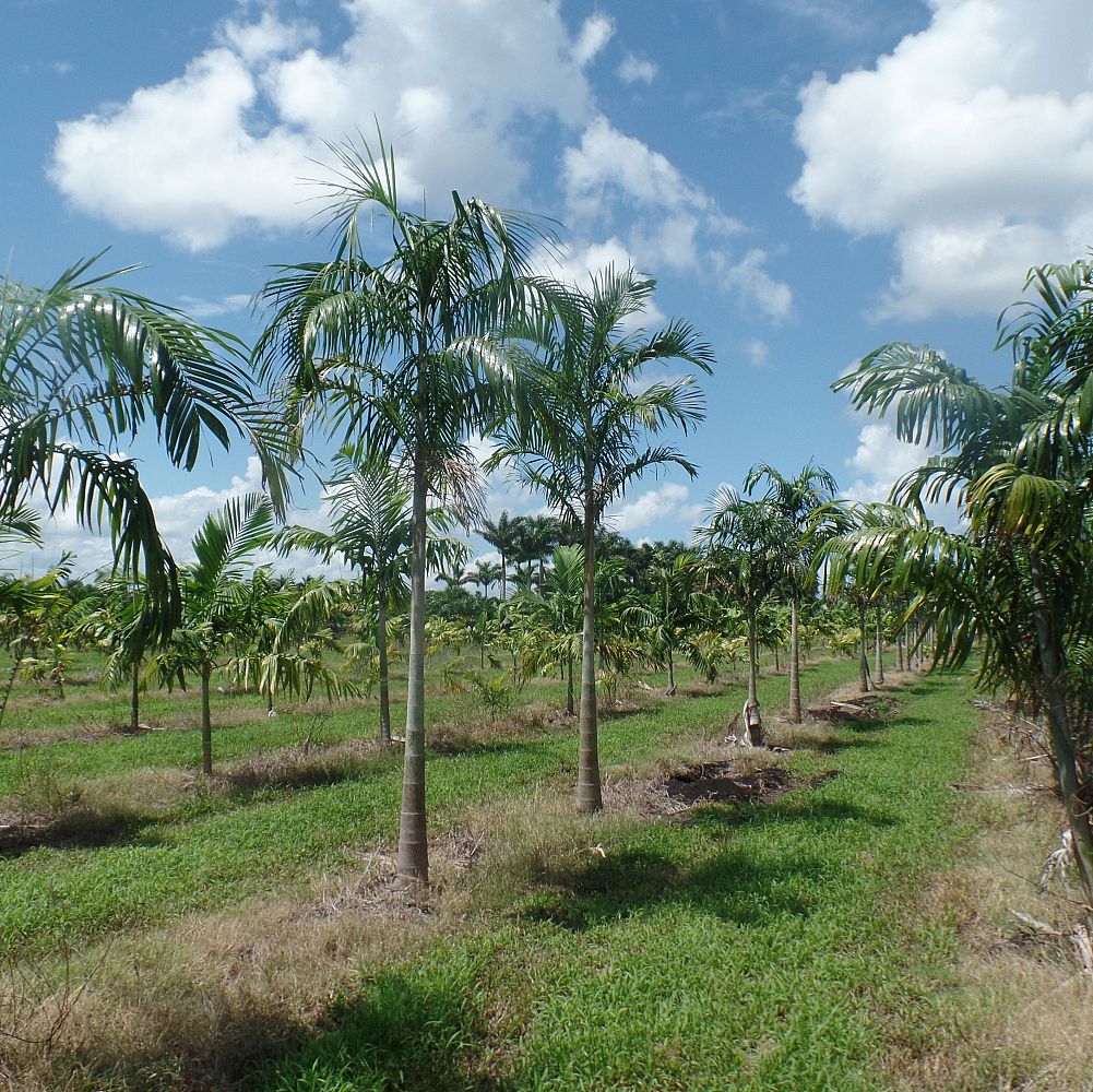 carpentaria-acuminata-carpentaria-palm