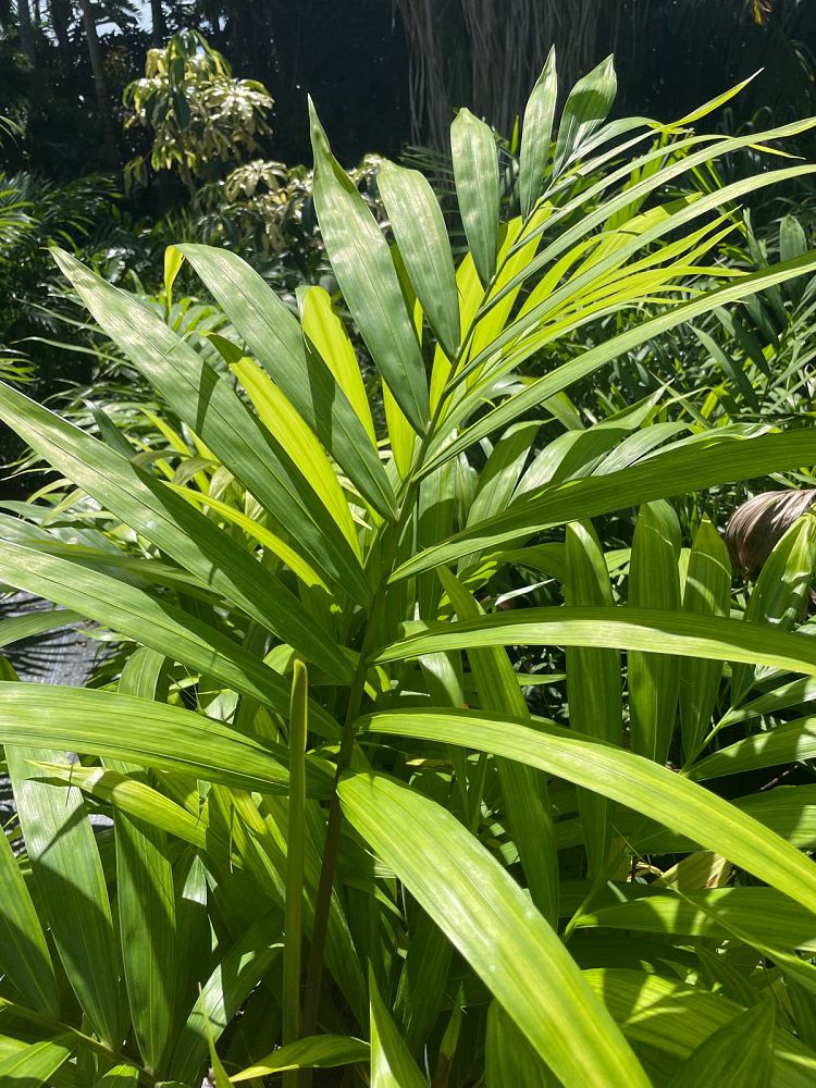 carpentaria-acuminata-carpentaria-palm
