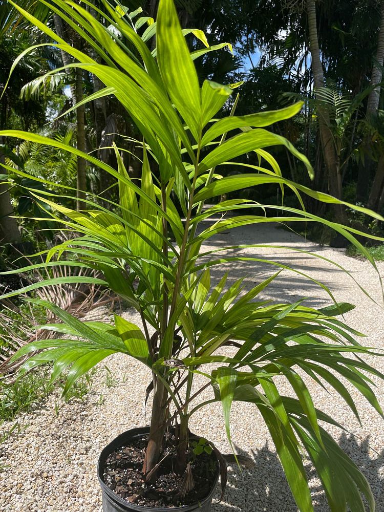 carpentaria-acuminata-carpentaria-palm