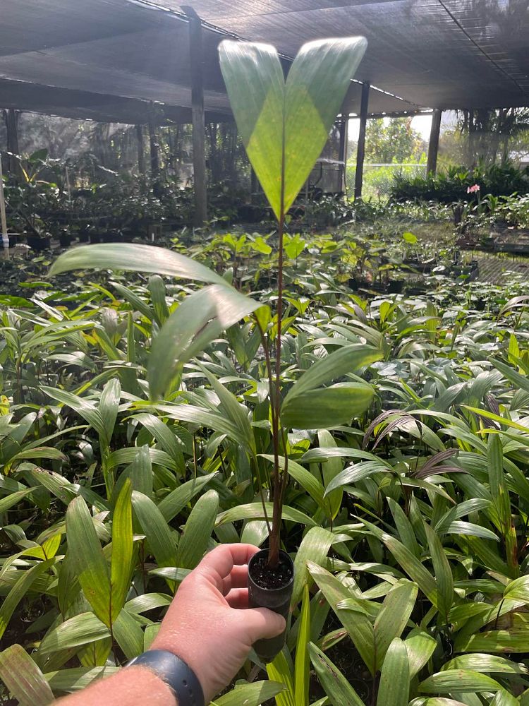 carpentaria-acuminata-carpentaria-palm