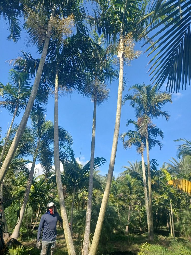 carpentaria-acuminata-carpentaria-palm