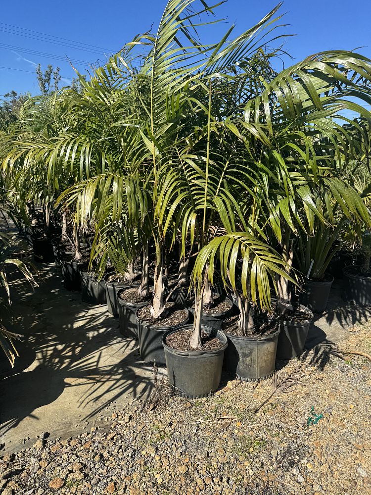 carpentaria-acuminata-carpentaria-palm