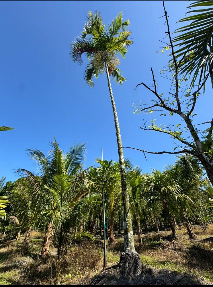 carpentaria-acuminata-carpentaria-palm