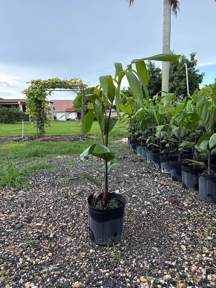 carpentaria-acuminata-carpentaria-palm