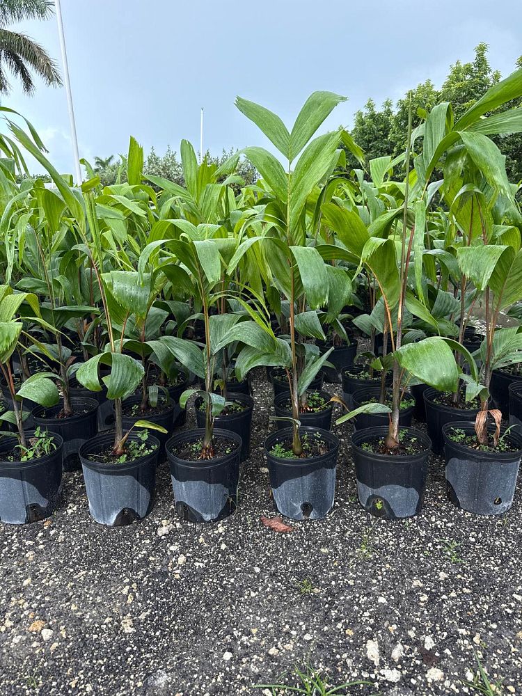 carpentaria-acuminata-carpentaria-palm