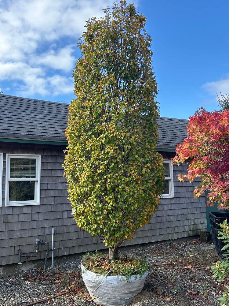 carpinus-betulus-columnaris-nana-hornbeam