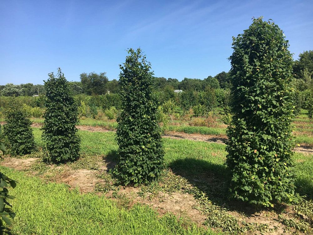 carpinus-betulus-european-hornbeam