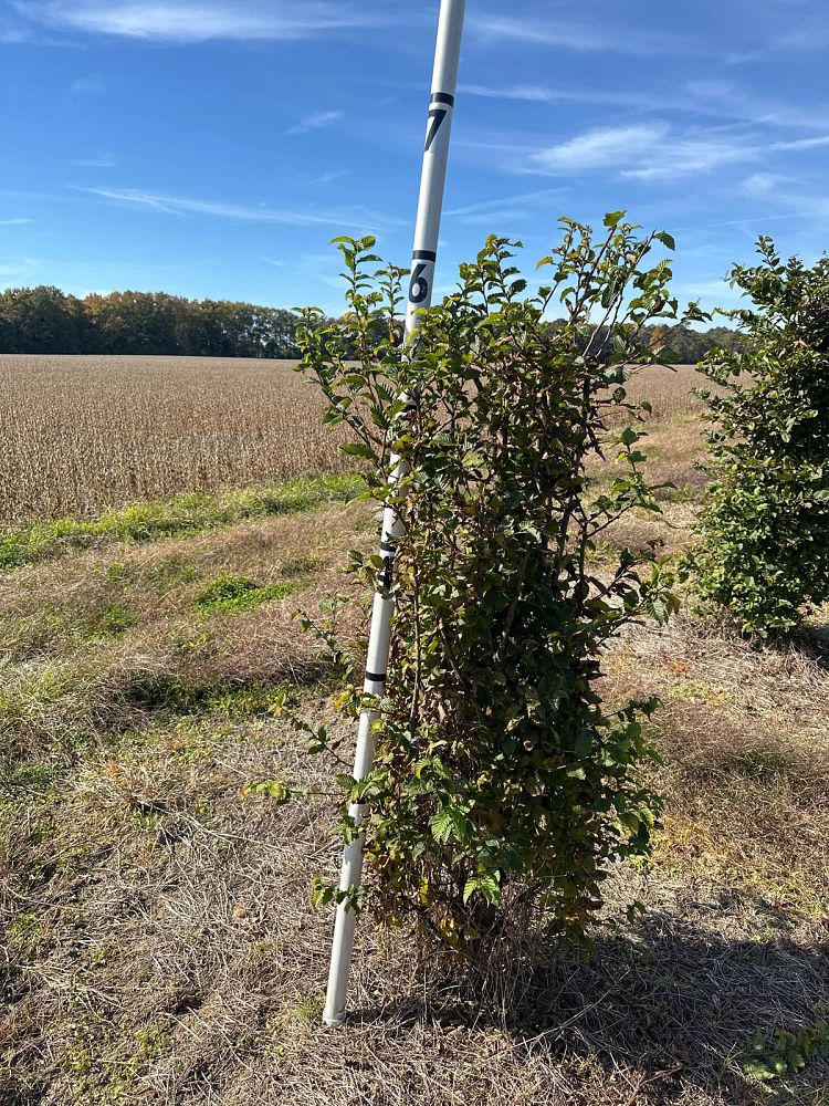 carpinus-betulus-european-hornbeam