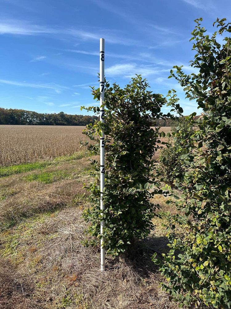 carpinus-betulus-european-hornbeam