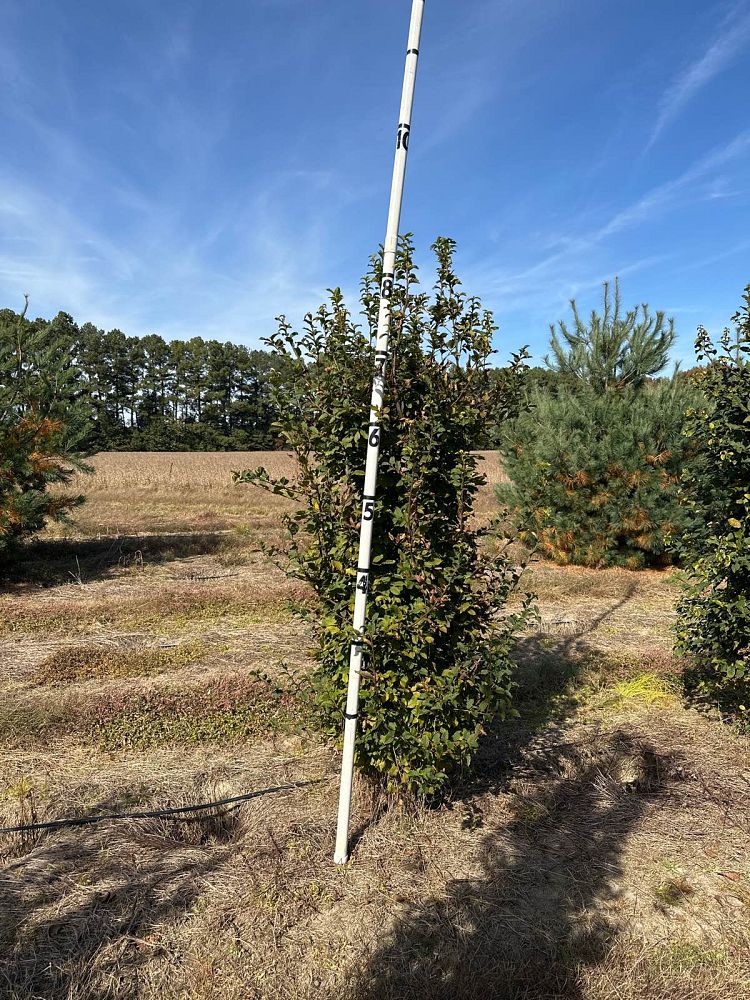 carpinus-betulus-european-hornbeam