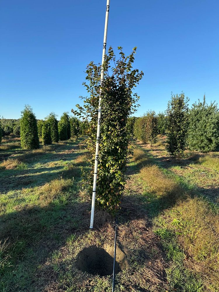 carpinus-betulus-european-hornbeam