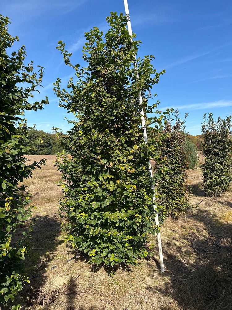 carpinus-betulus-european-hornbeam