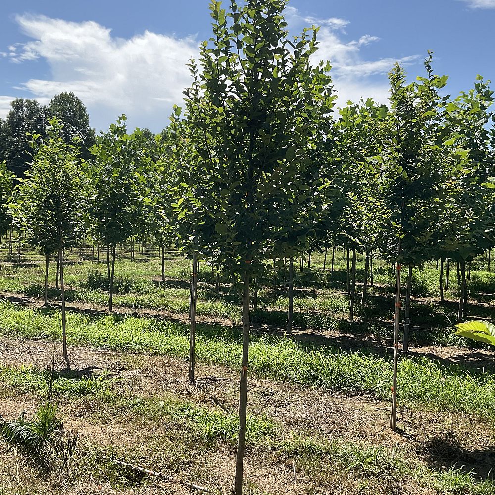 carpinus-betulus-european-hornbeam