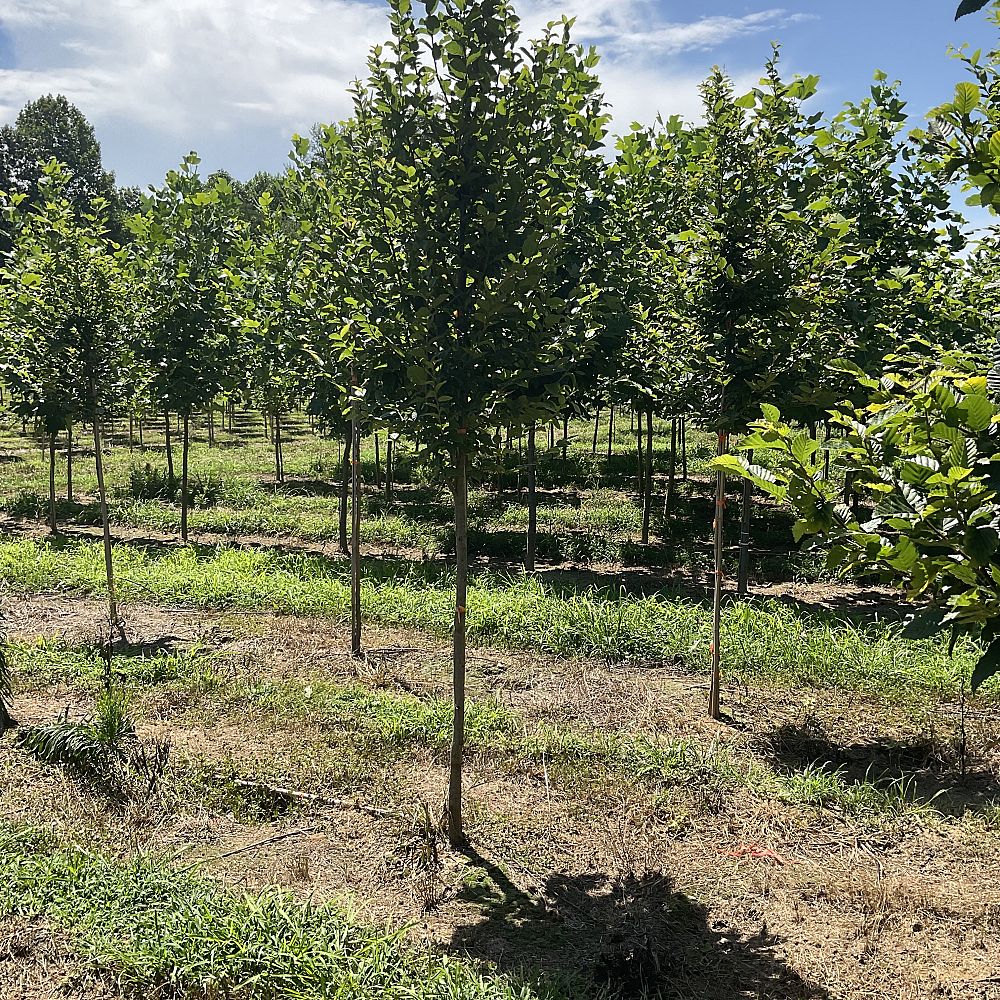 carpinus-betulus-european-hornbeam