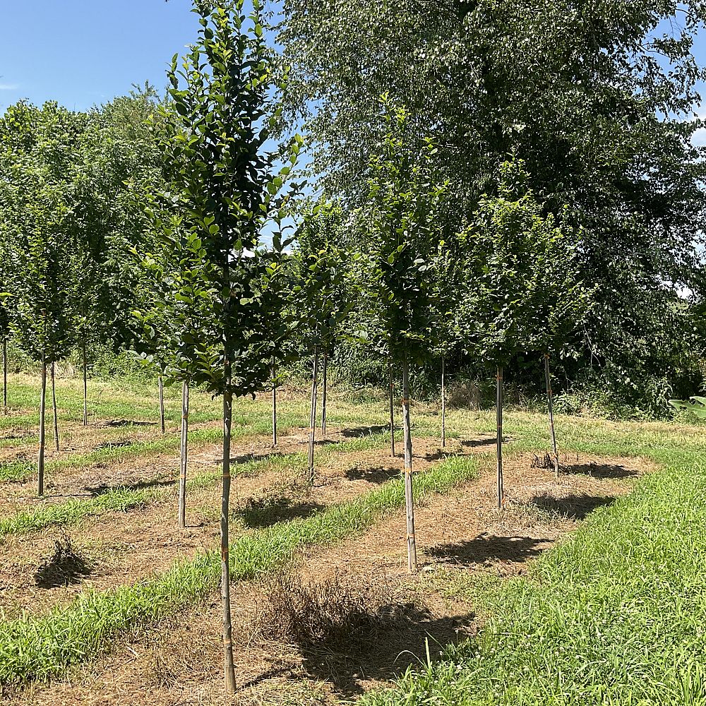 carpinus-betulus-european-hornbeam