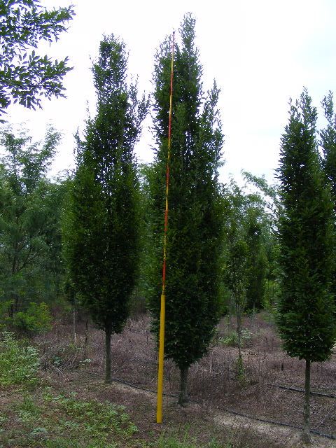 carpinus-betulus-fastigiata-european-hornbeam-pyramidal