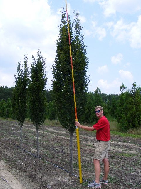 carpinus-betulus-fastigiata-european-hornbeam-pyramidal