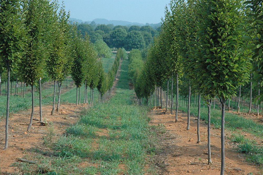 carpinus-betulus-fastigiata-european-hornbeam-pyramidal