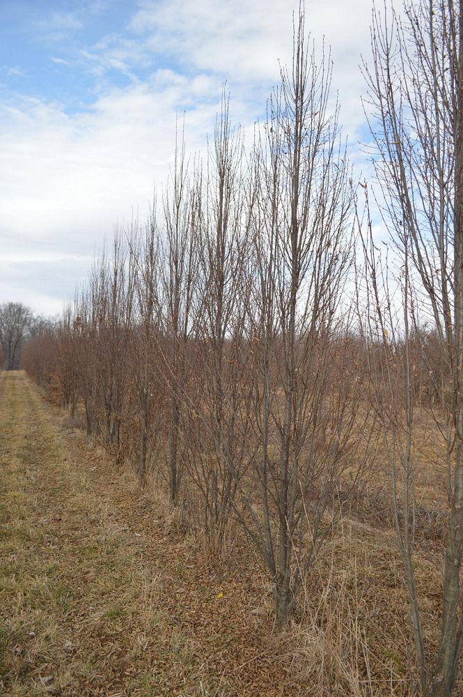 carpinus-betulus-fastigiata-european-hornbeam-pyramidal