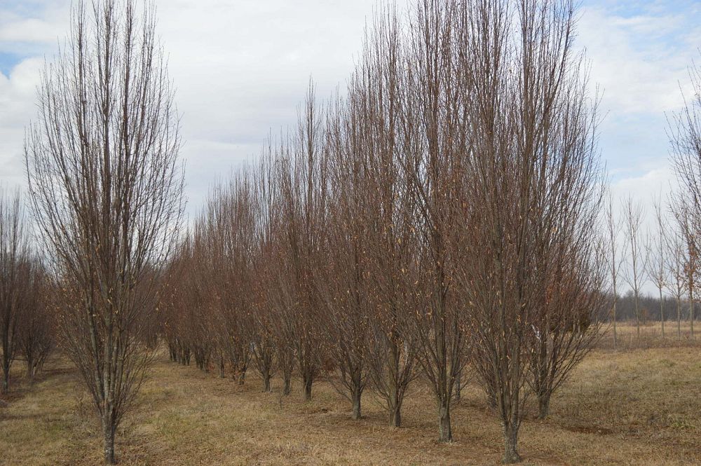carpinus-betulus-fastigiata-european-hornbeam-pyramidal