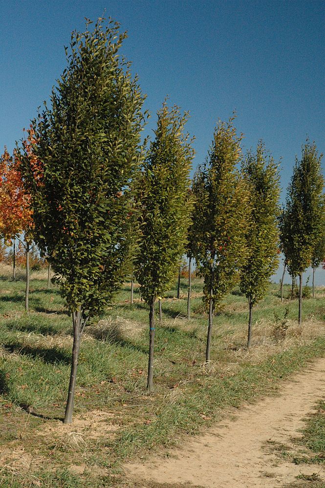 carpinus-betulus-fastigiata-european-hornbeam-pyramidal