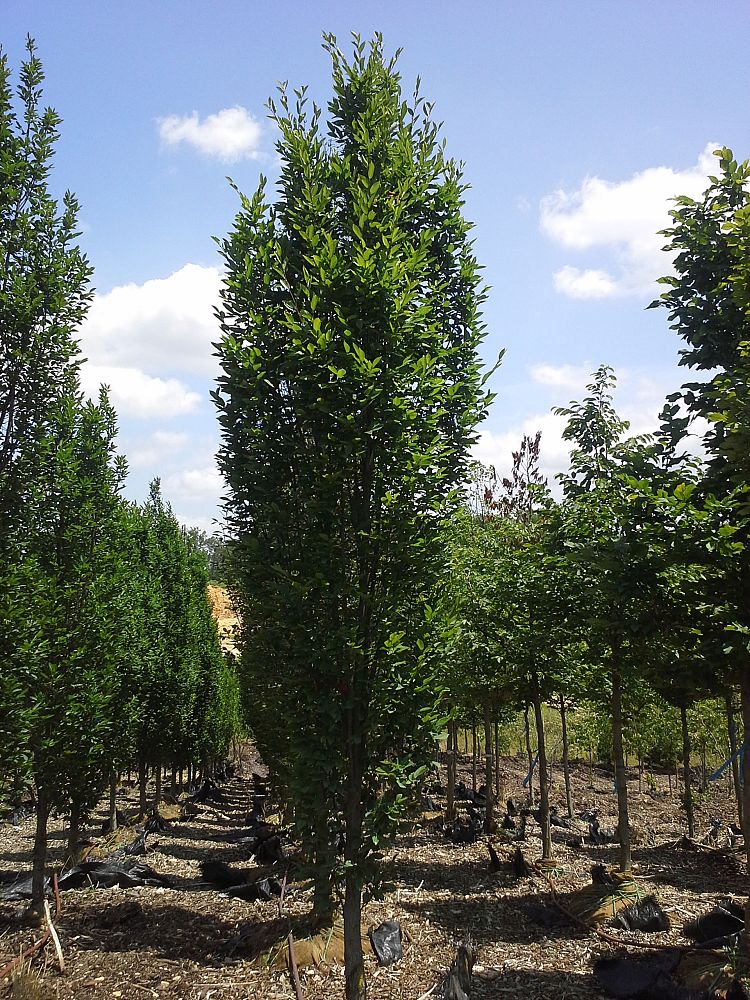 carpinus-betulus-fastigiata-european-hornbeam-pyramidal