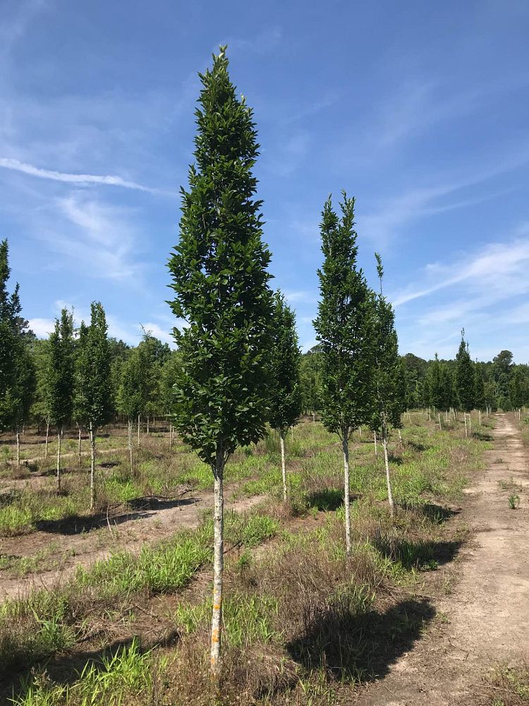 carpinus-betulus-fastigiata-european-hornbeam-pyramidal